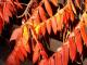 feuillage en feu