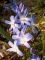 chionodoxa luciliae