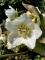hellbore ou rose de Nol 
