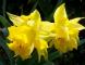 gros plan sur les jonquilles