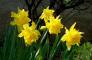 jonquilles
