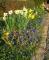 jonquilles sortant des pervenches