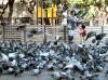 BarcelonePigeonsPlacette.jpg