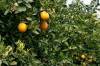 oranges.jpg