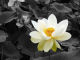 Lotus Parc Floral Vincennes