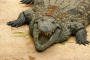 crocodile