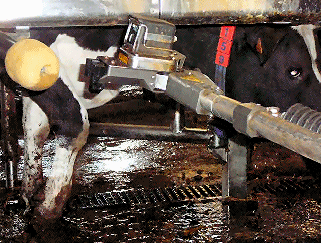 vache