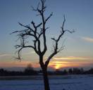 arbre soelil