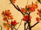 archives2011/Copie de floraison.JPG