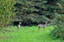 archives2011/Lorraine/Copie de 70 ans Holbach 2011 (21).JPG