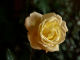 archives2011/salon automne/Copie de Fleurs_automne_2011 (3).JPG