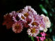 archives2011/salon automne/Copie de Fleurs_automne_2011 (4).JPG