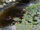 Bassin