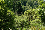foret