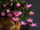 schlumbergera 