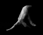 Contorsion
