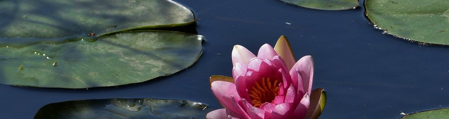 les jardins aquatiques