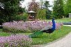 Jardin botanique