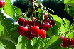 cerises