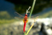 Libelule rouge