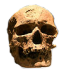 Cromagnon