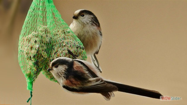 mesange_longue_queue(23)768pix