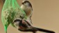 mesange_longue_queue(23)768pix