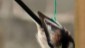 mesange_longue_queue(7)768pix