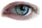 oeil