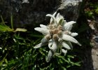 Nature, magie des Alpes
