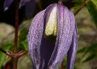 clematite des alpes : 2005