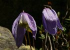 clematites des alpes : 2005
