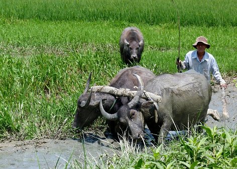 Viet Nam