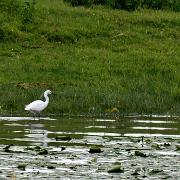 Saone aigrette FZ_P1000324.JPG