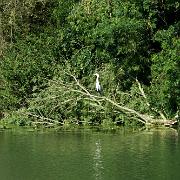 Saone berges FZ_P1000195.JPG
