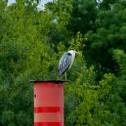 Saone heron FZ_P1000337.JPG