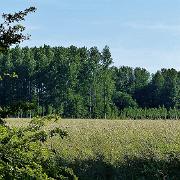 Seille plantations de peupliers