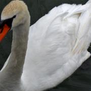 cygne F_DSCN0285.JPG