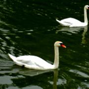 cygnes F_DSCN0182.JPG